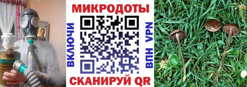 Псилоцибиновые грибы Psilocybe  Богородск 